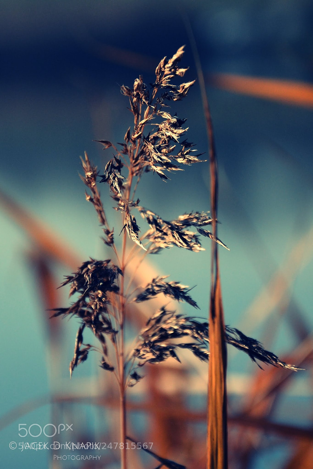 Nikon D7100 sample photo. G photography