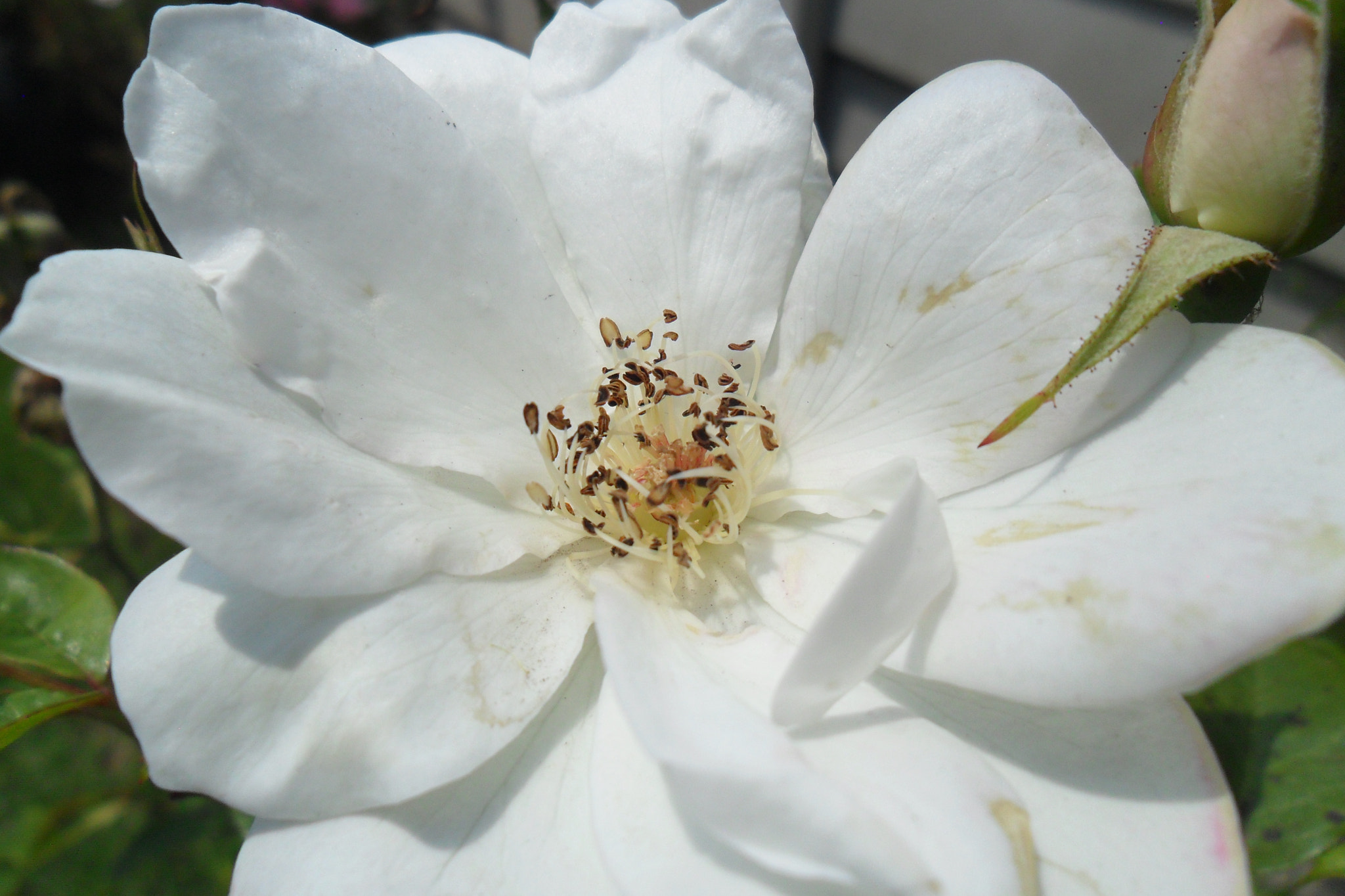 Samsung ES28 / VLUU ES28 sample photo. White rose photography