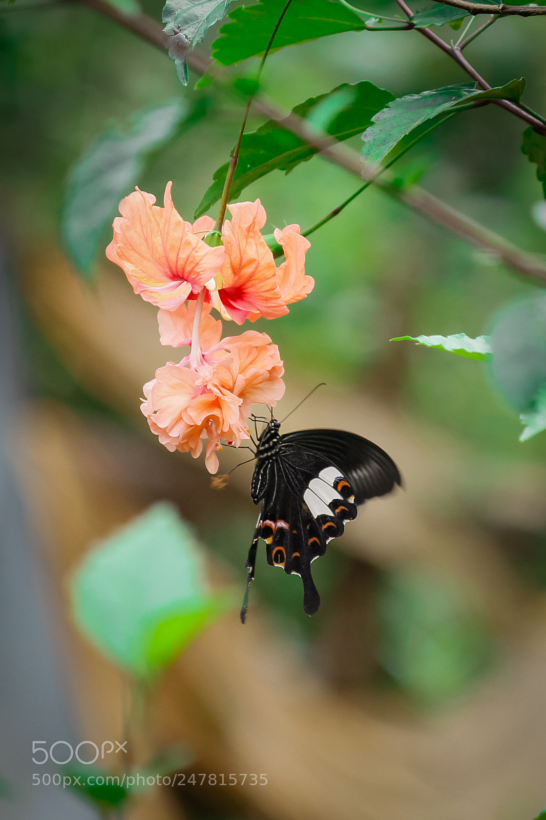 Canon EOS 60D sample photo. Butterfly and flower photography