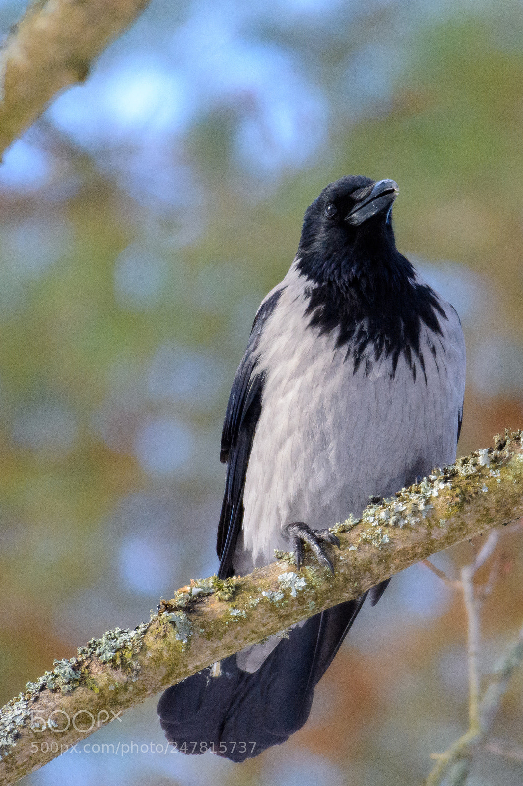 Nikon D7100 sample photo. Crow photography