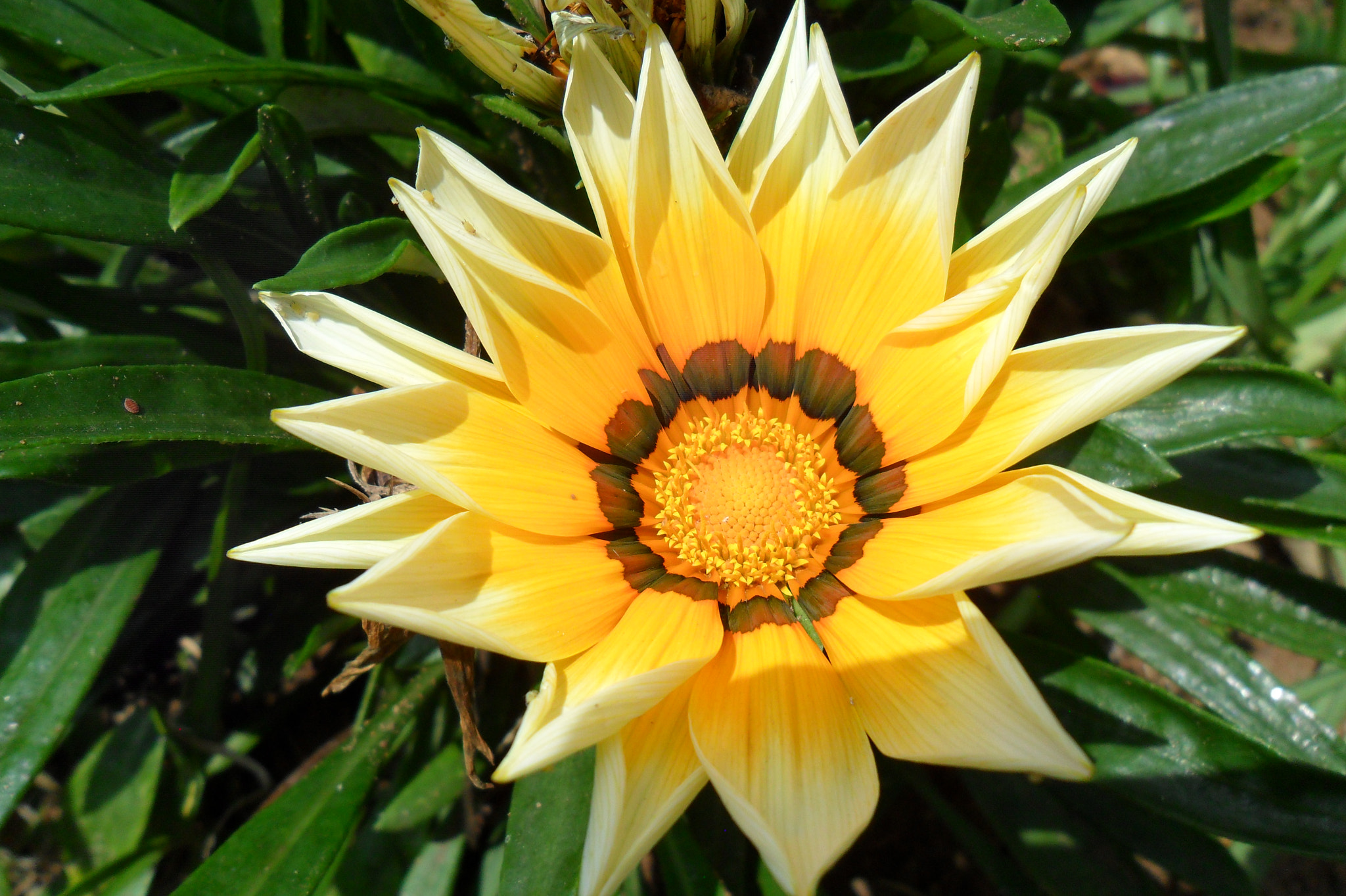 Samsung ES28 / VLUU ES28 sample photo. Yellow flower photography