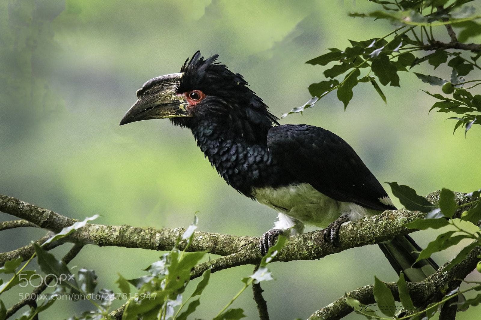 Canon EOS 80D sample photo. Trumpeter hornbill photography