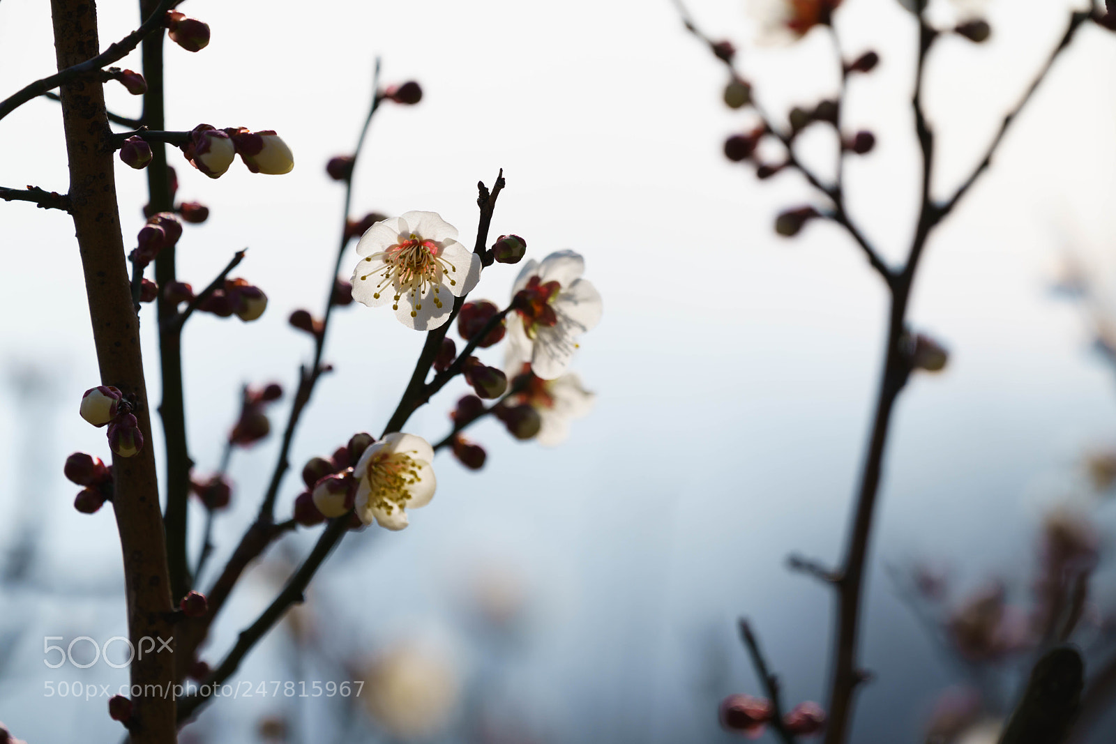 Sony a7R III sample photo. Sunlight of spring photography