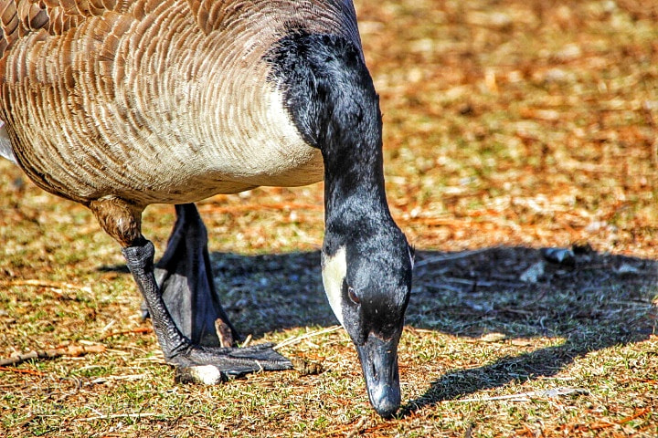 Canon EOS 1300D (EOS Rebel T6 / EOS Kiss X80) sample photo. Goose photography