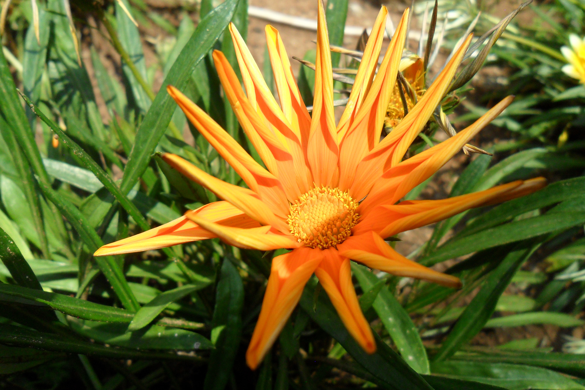 Samsung ES28 / VLUU ES28 sample photo. Spiky flower photography