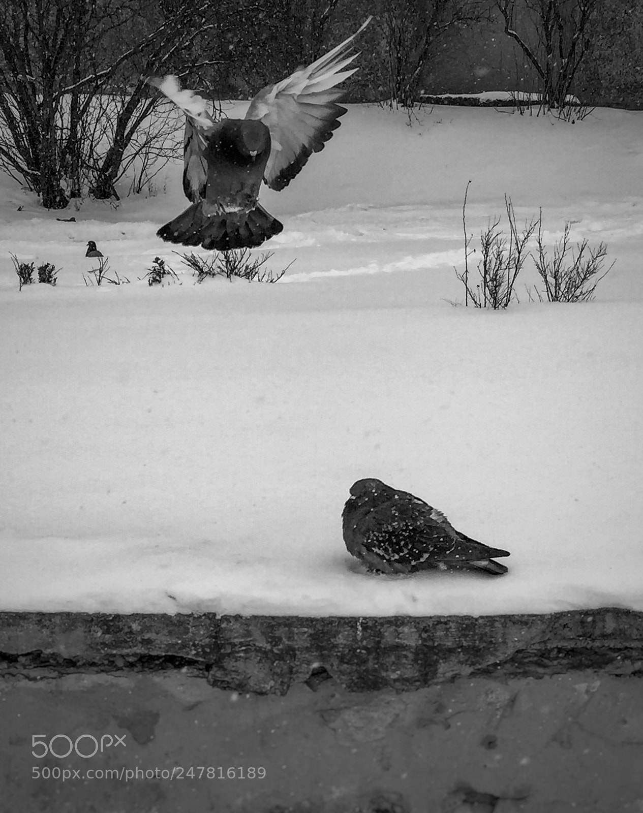 Apple iPhone 6 sample photo. Two birds getting cold photography