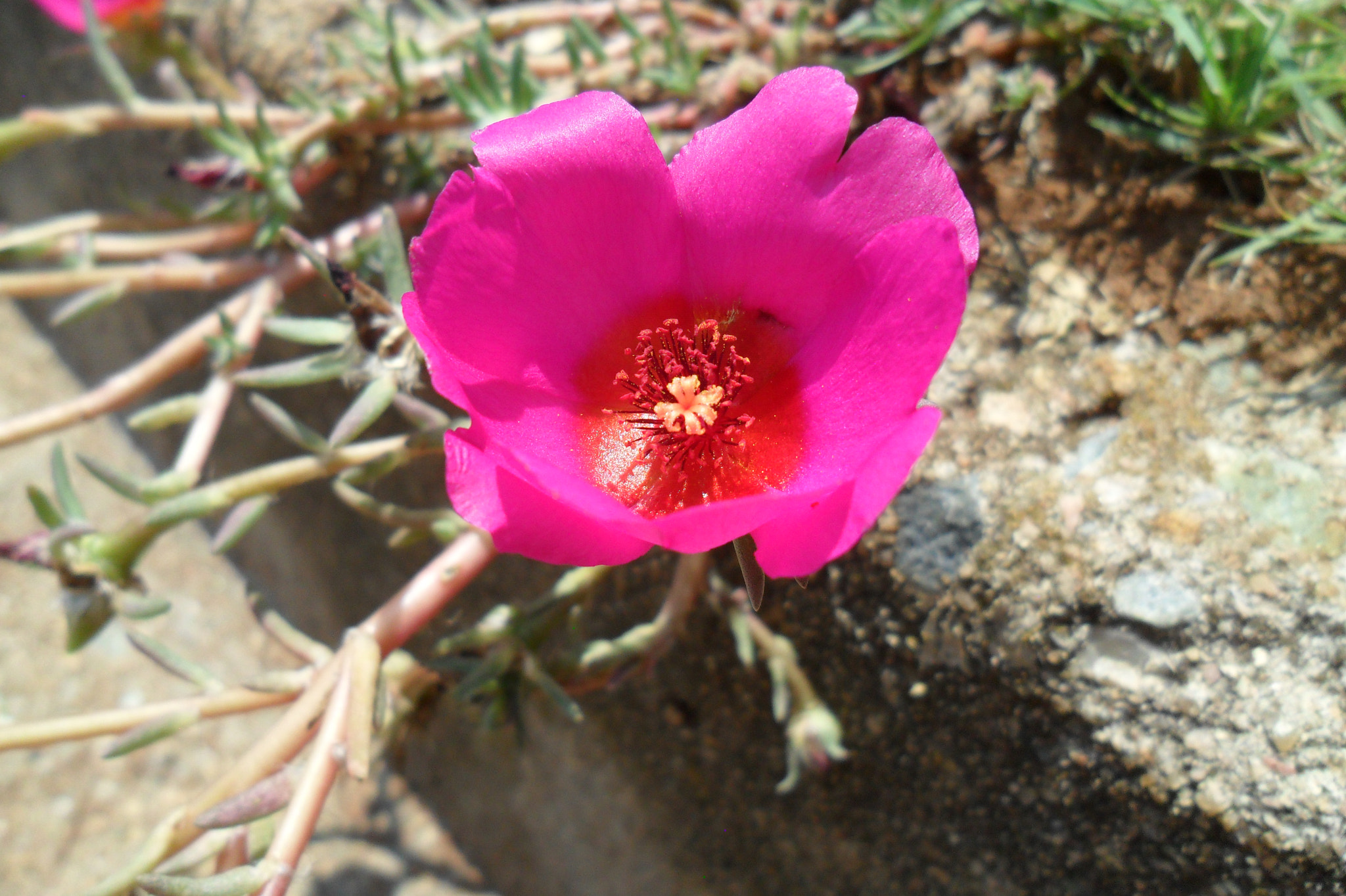 Samsung ES28 / VLUU ES28 sample photo. Wild flower photography
