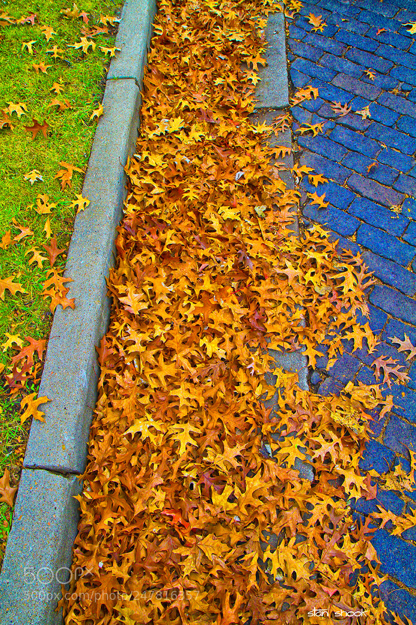 Canon EOS 7D sample photo. Leafs in the street photography