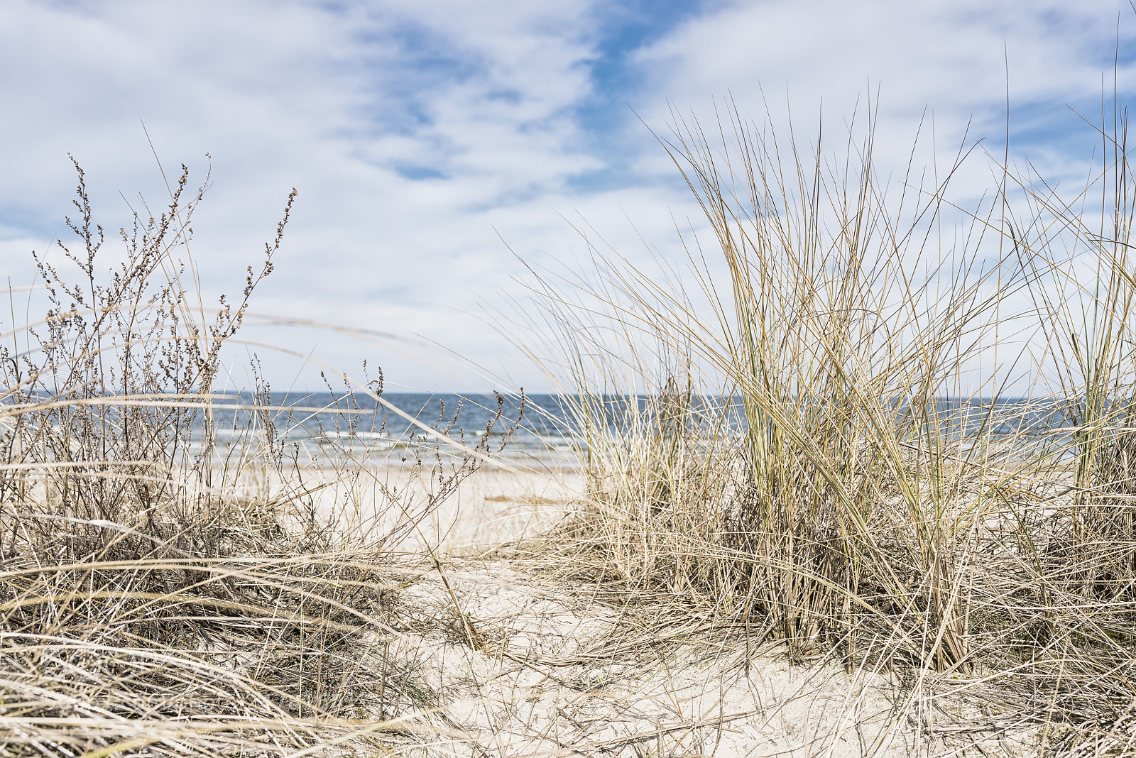 Nikon D800 sample photo. Dune with dry beach photography