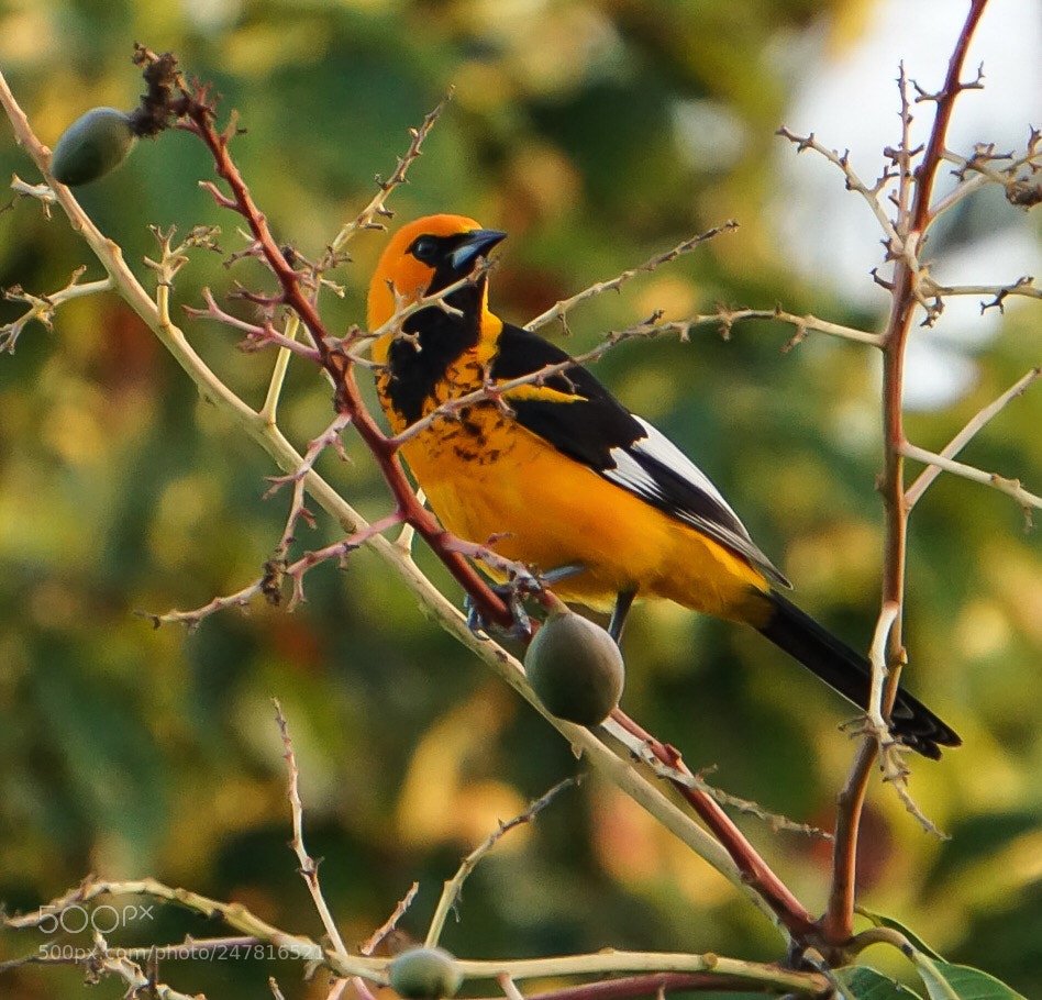 Sony a5100 sample photo. Oriole bird photography