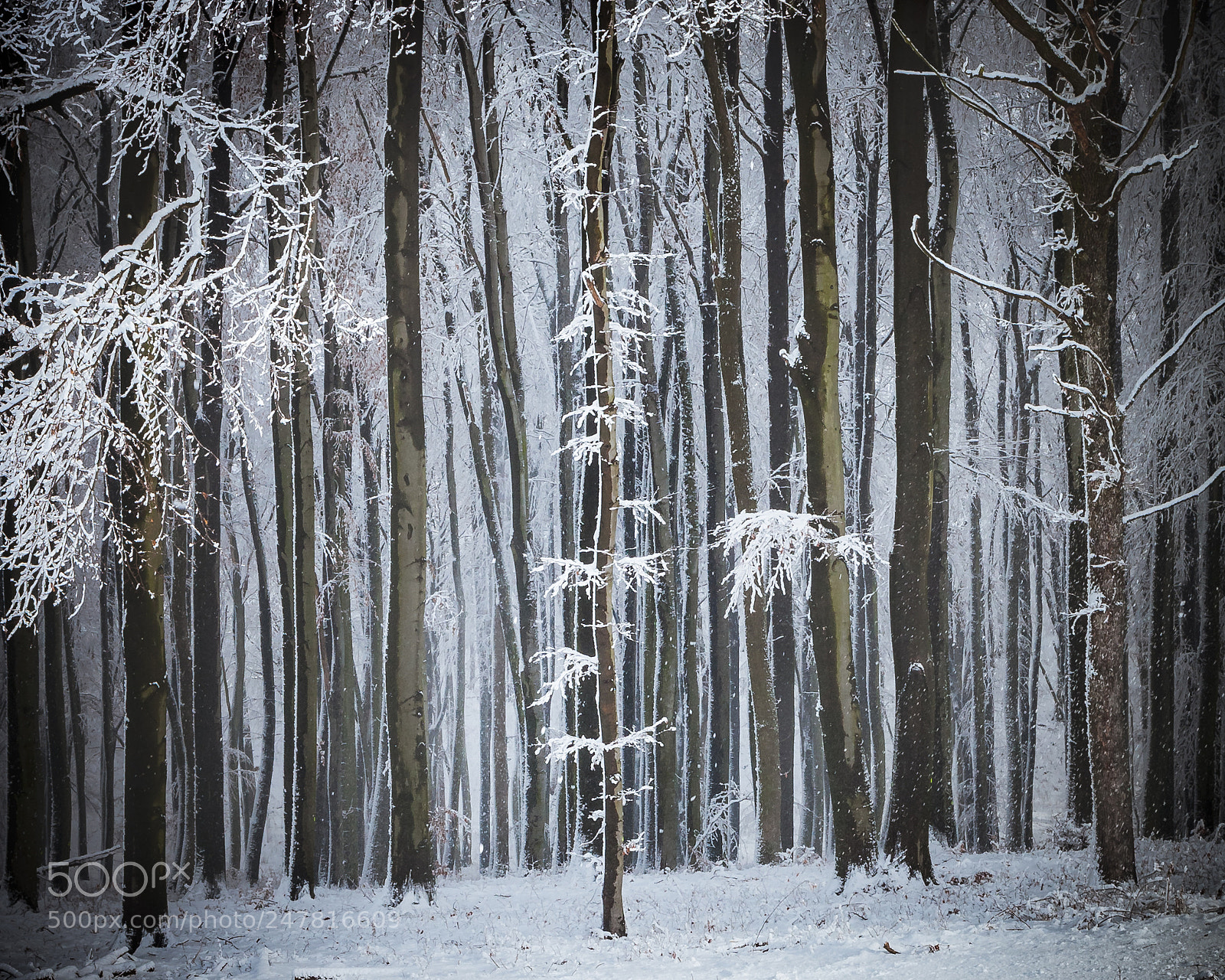 Canon EOS 40D sample photo. Winter wonderland ii photography