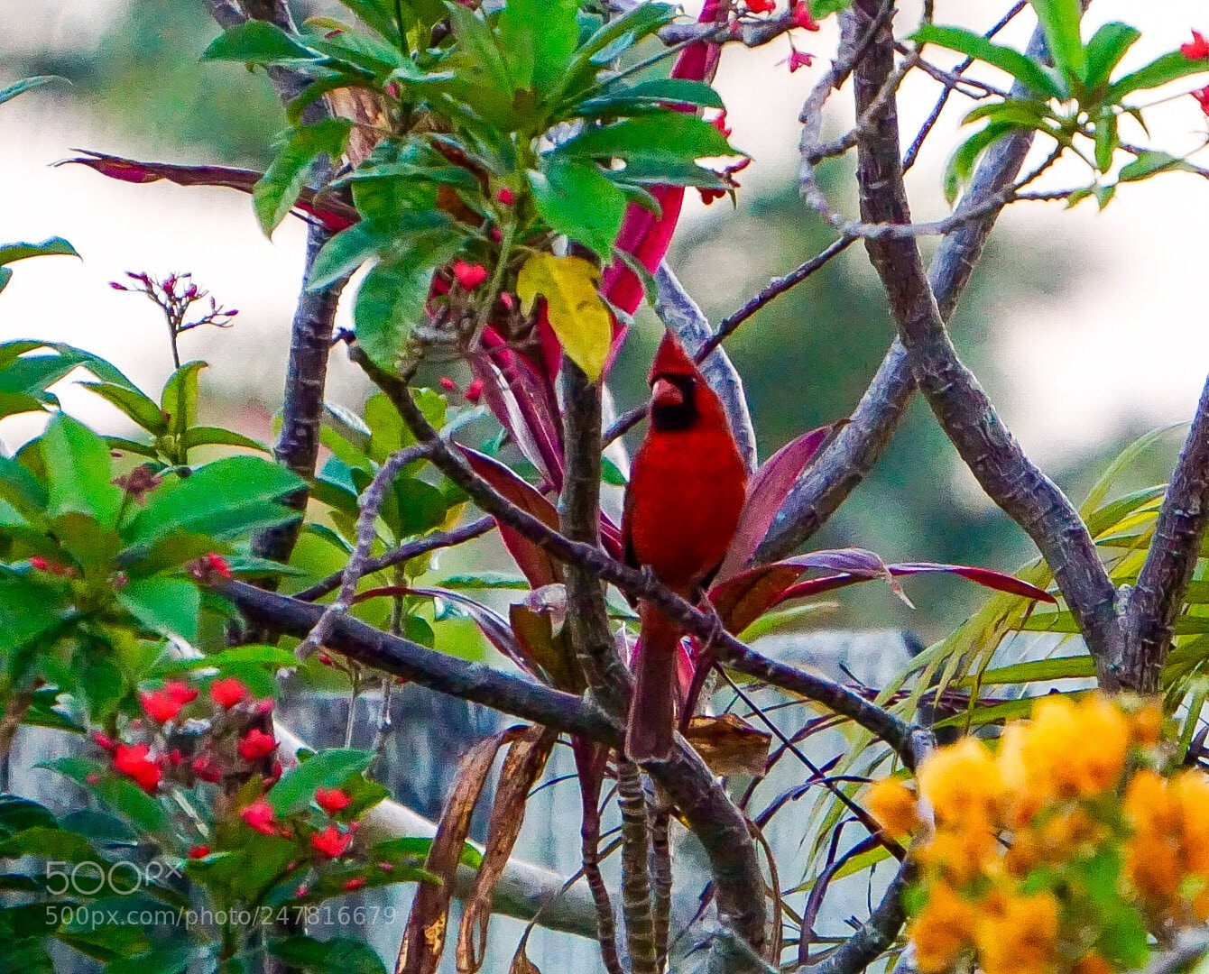 Sony a5100 sample photo. Red cardinal photography