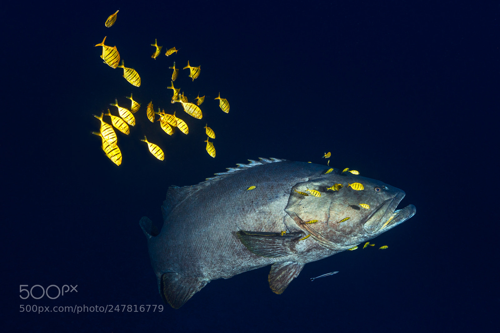 Canon EOS 5DS R sample photo. Giant grouper photography