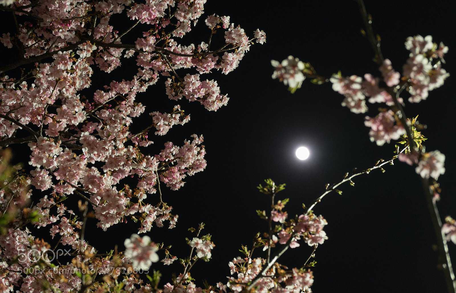 Sony a7 II sample photo. 桜 photography