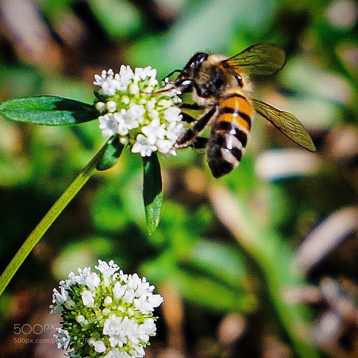 Sony a5100 sample photo. Busy bee photography