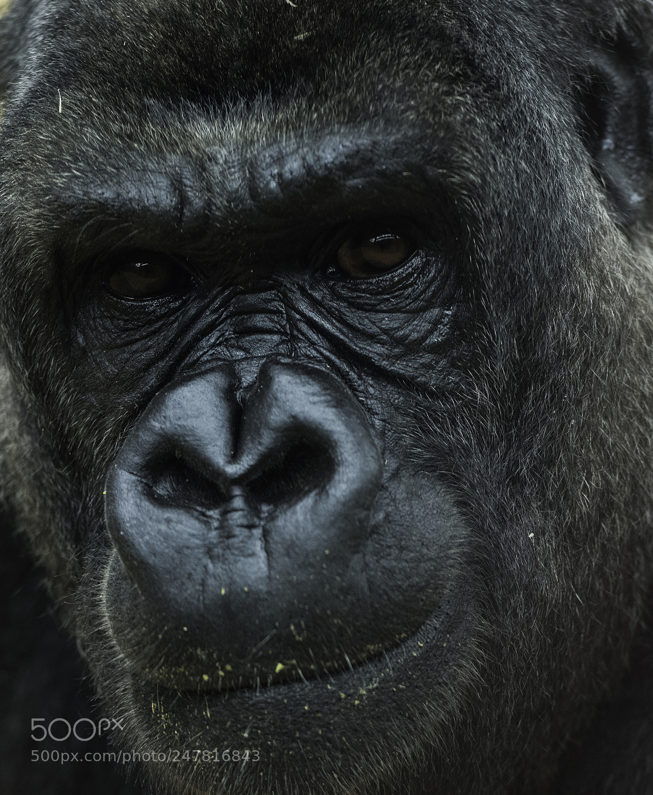 Nikon D810 sample photo. Gorilla series photography