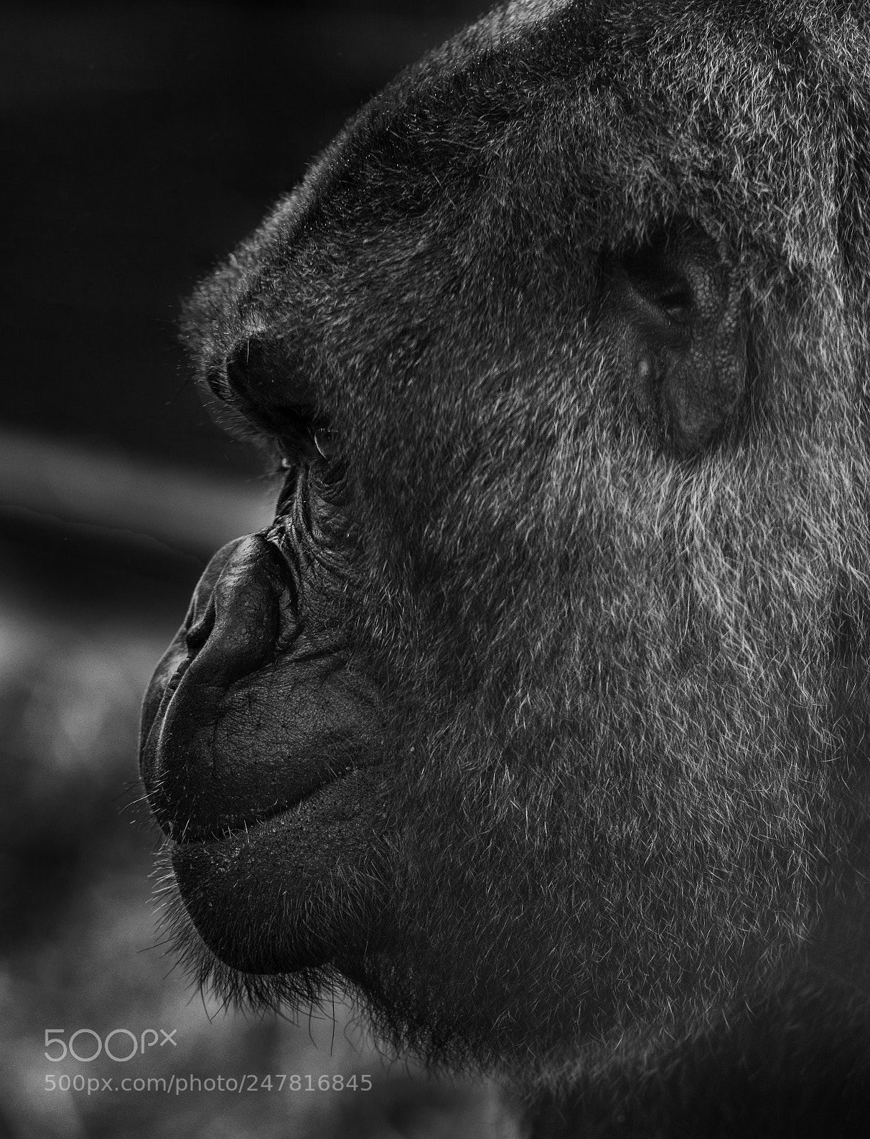 Nikon D810 sample photo. Gorilla series photography