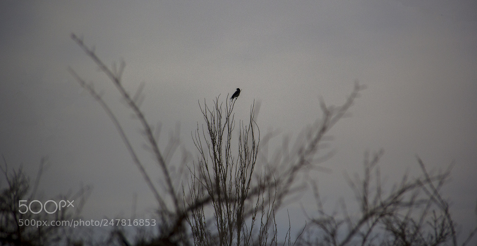Canon EOS 60D sample photo. Crow photography