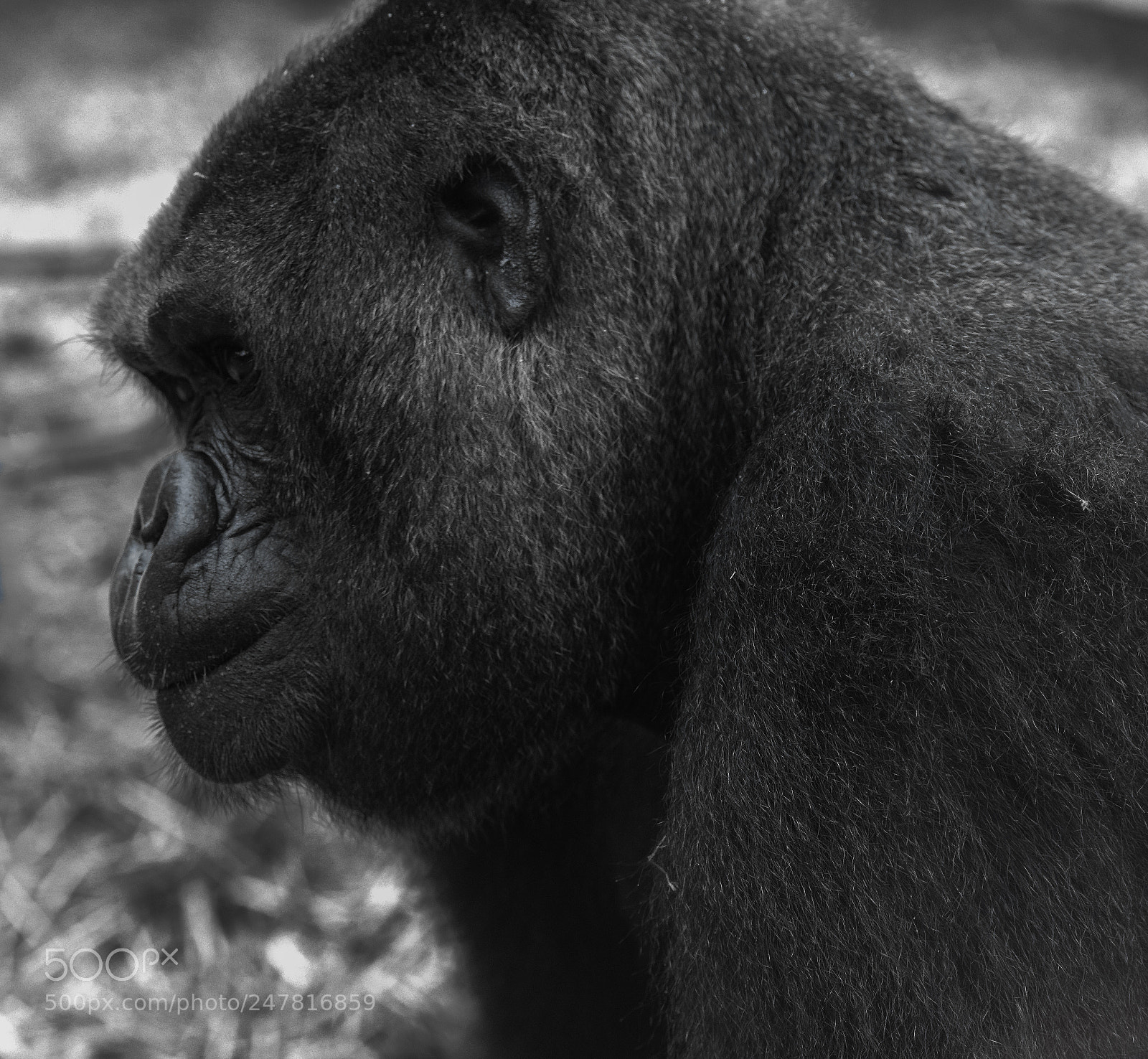 Nikon D810 sample photo. Gorilla series photography