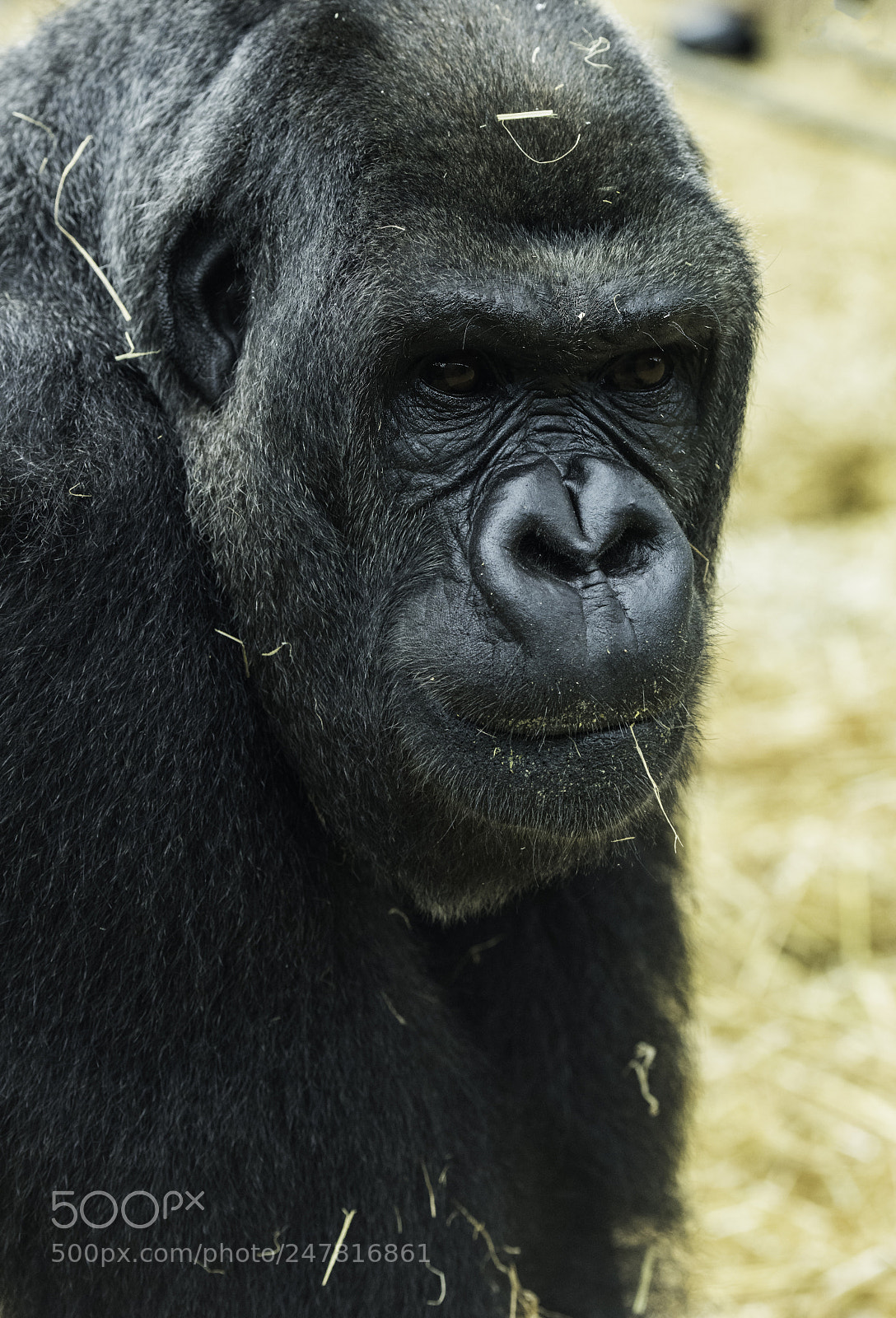 Nikon D810 sample photo. Gorilla series photography
