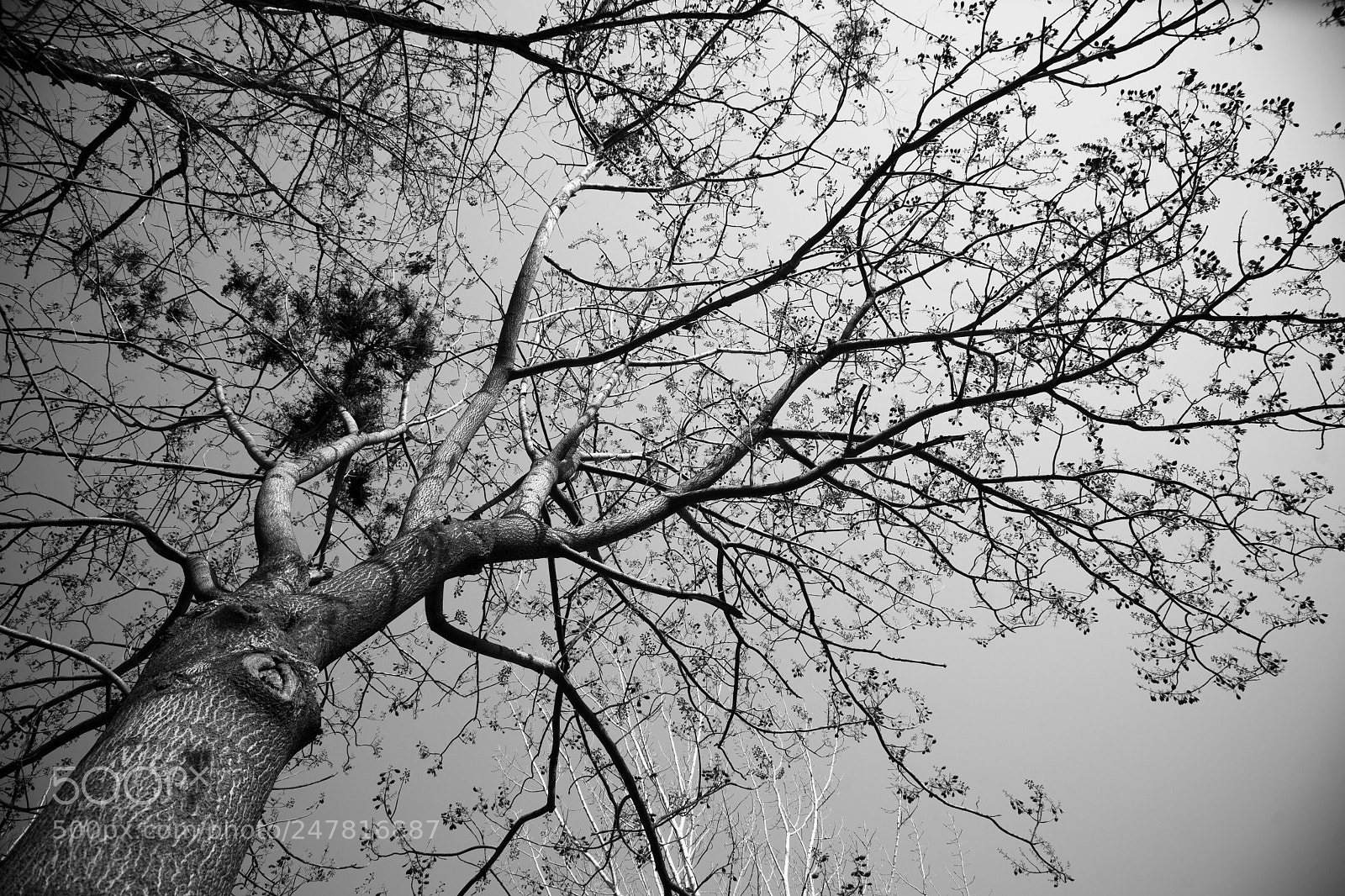 Sony Alpha DSLR-A850 sample photo. 蔓 photography