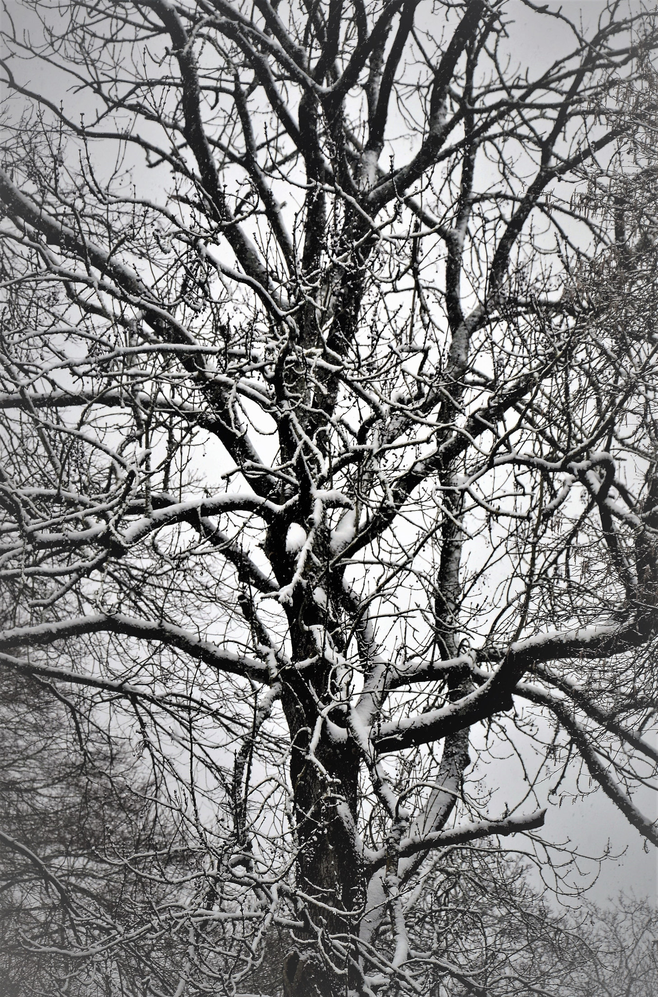 Nikon D3100 sample photo. Nude and icy tracery photography