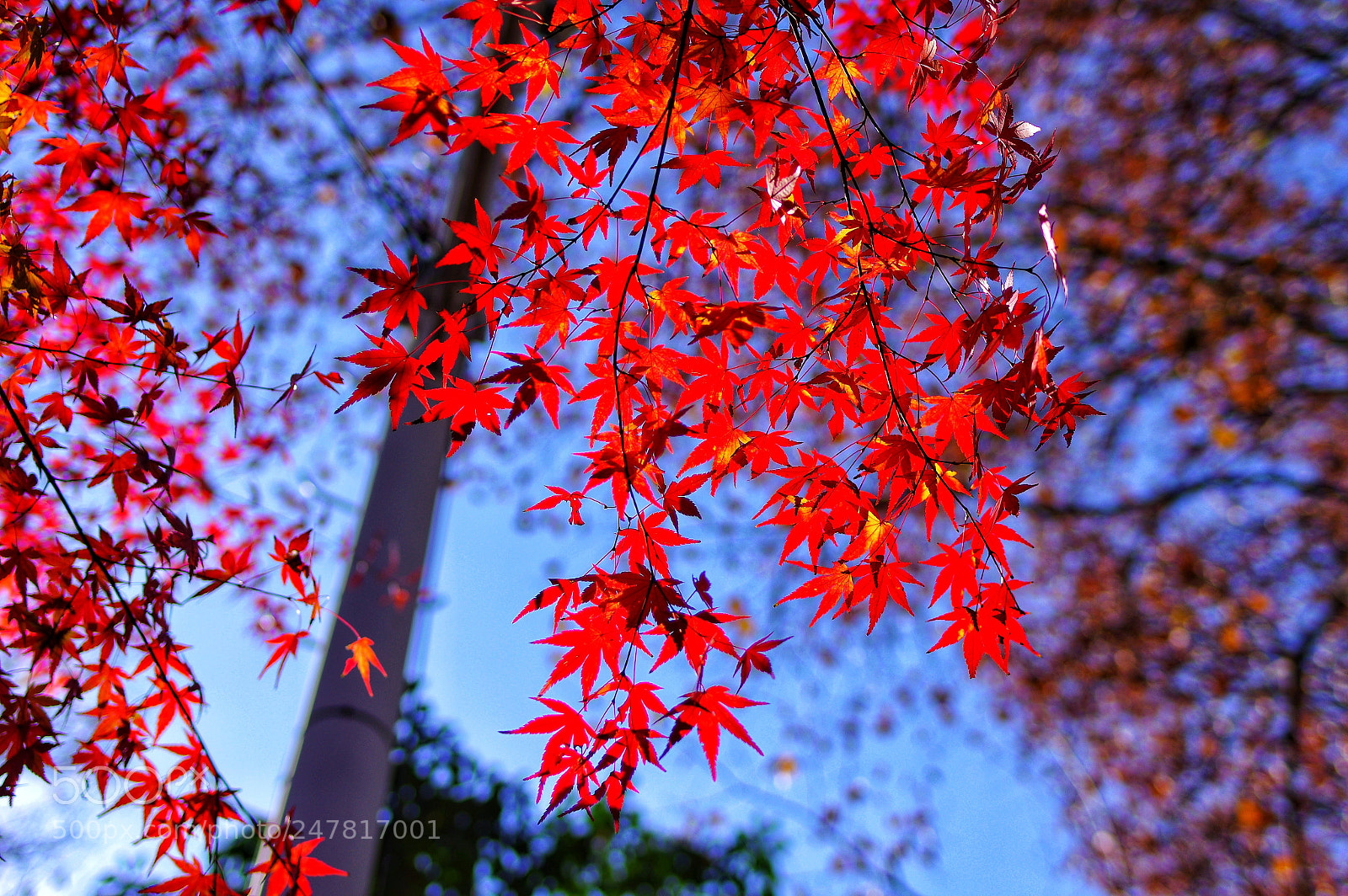 Pentax K-3 II sample photo. Untitled photography