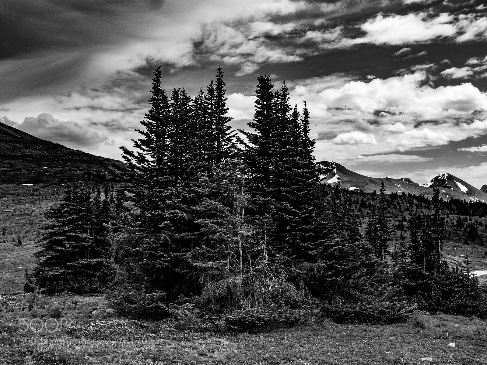 Panasonic Lumix DMC-GX7 sample photo. Tree island sunshine meadows photography