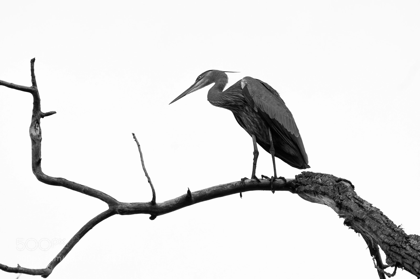 Pentax K-3 sample photo. Great blue heron, ridgefield photography