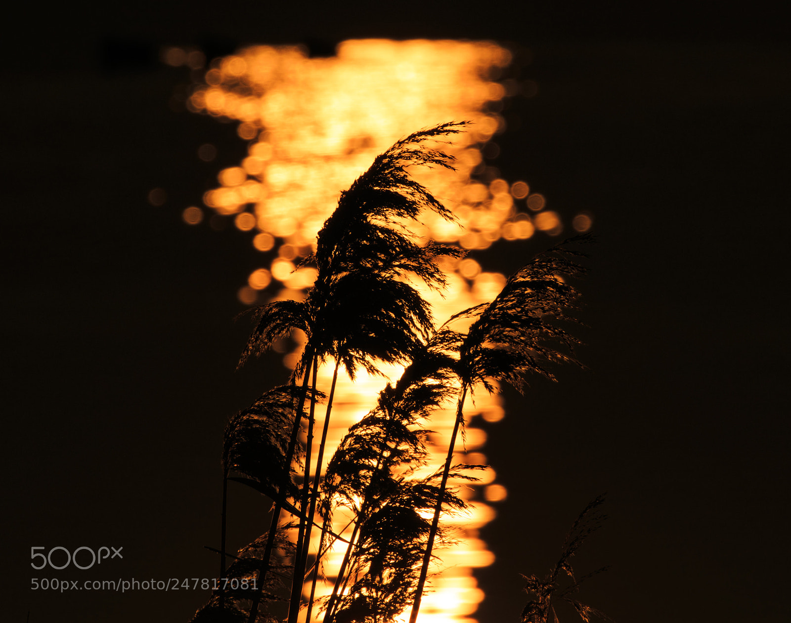 Canon EOS 7D Mark II sample photo. Weed silhouettes against the photography