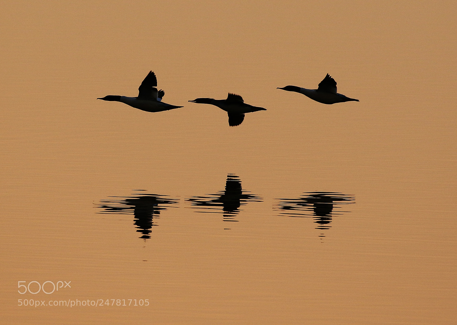 Canon EOS 7D Mark II sample photo. A silhouette of three photography