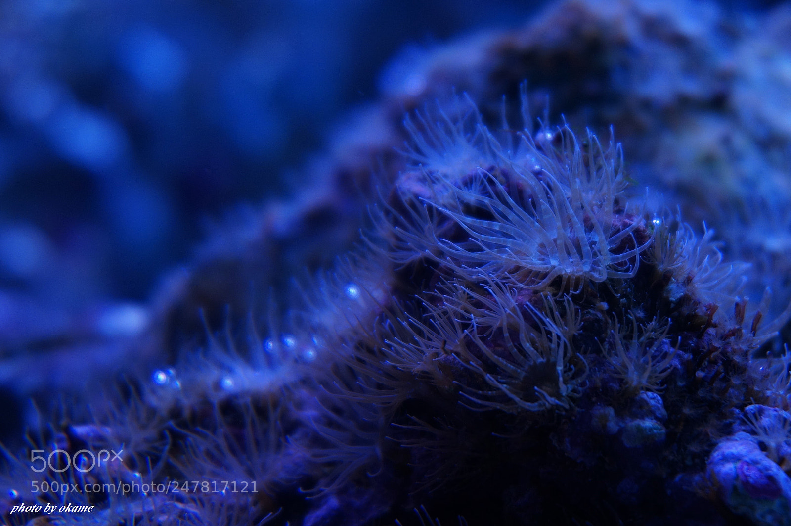 Sony Alpha NEX-5R sample photo. (water flower) photography