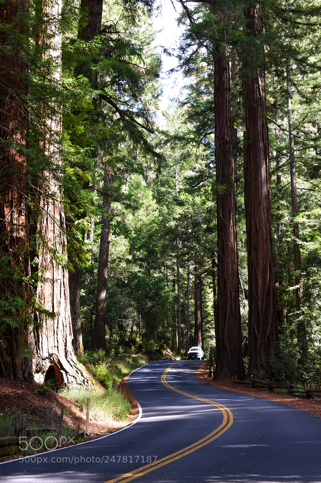 Nikon D810 sample photo. Big basin redwoods photography