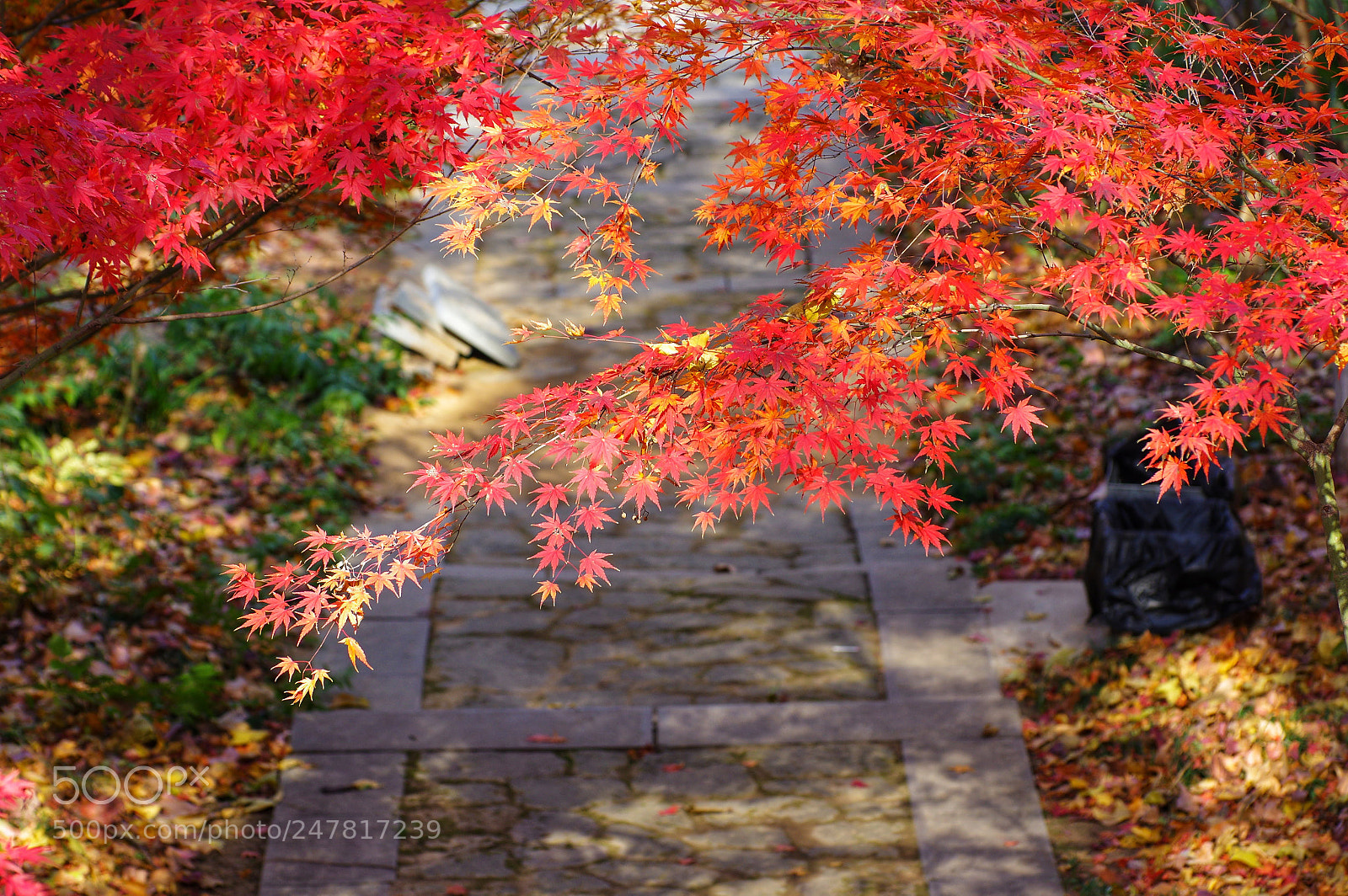 Pentax K-3 II sample photo. Untitled photography