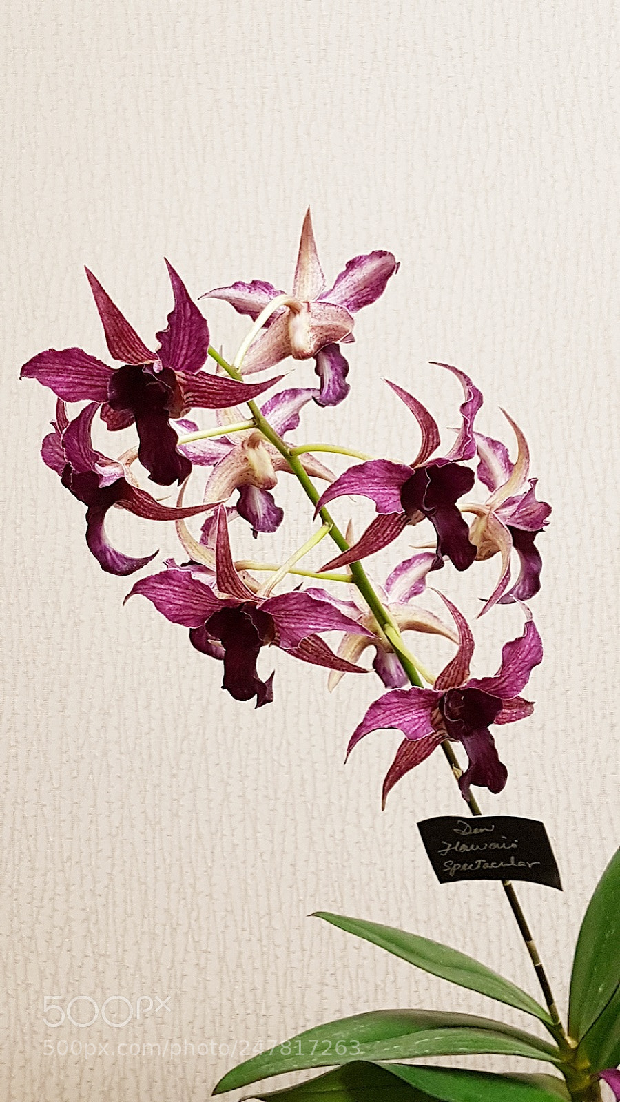 Samsung Galaxy S7 Edge sample photo. Orchids photography