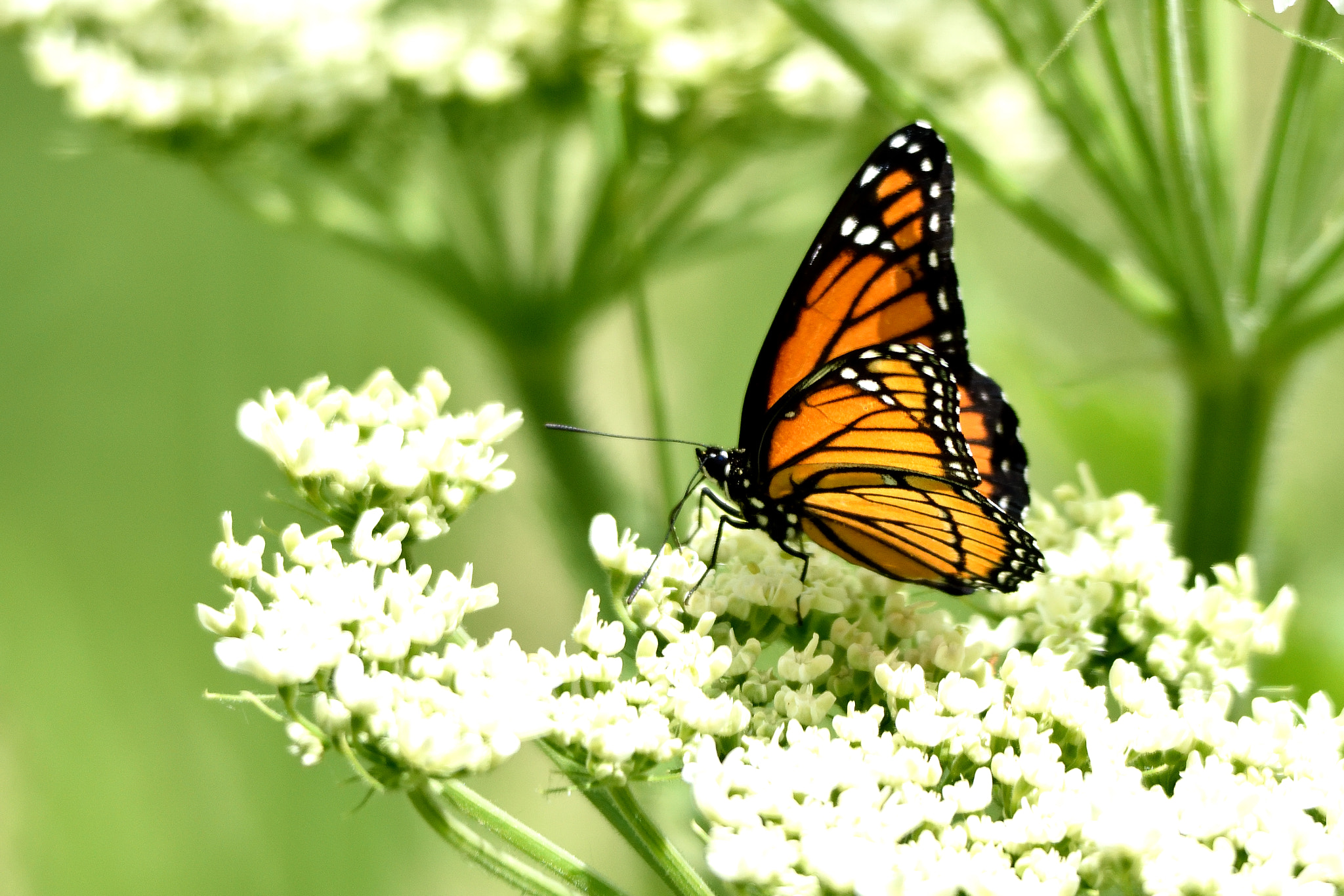 Nikon D3300 + Sigma 150-500mm F5-6.3 DG OS HSM sample photo. Monarch butterfly photography