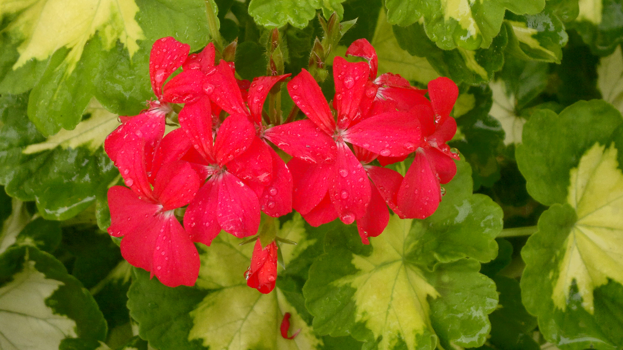 Nokia N8-00 sample photo. Pellargonia cultivar photography