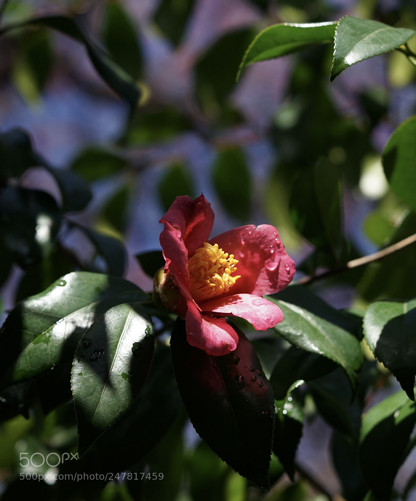 Sony a7 II sample photo. Sunlight after the rain.camellia photography