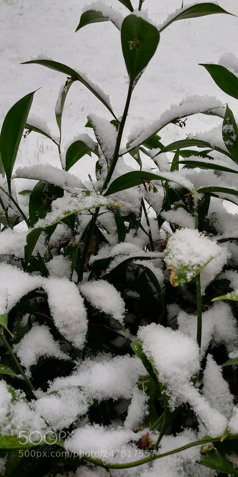 HUAWEI Mate 10 Lite sample photo. Snow photography
