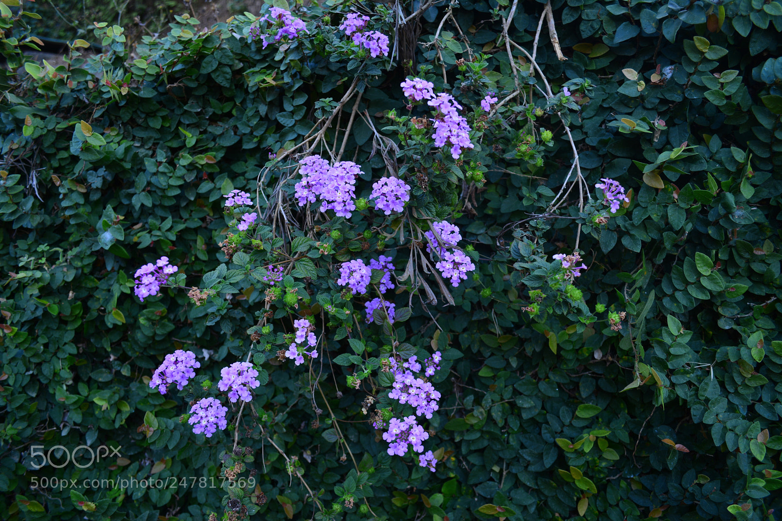 Nikon D5200 sample photo. Rosy :) photography