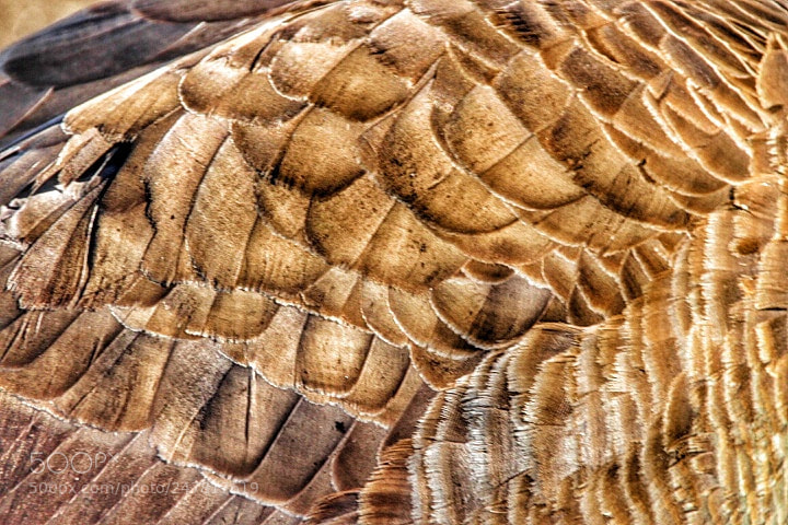 Canon EOS 1300D (EOS Rebel T6 / EOS Kiss X80) sample photo. Goose feathers photography