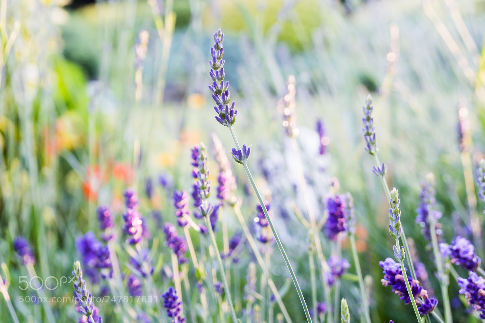Sony a6300 sample photo. Lavender flowers in the photography