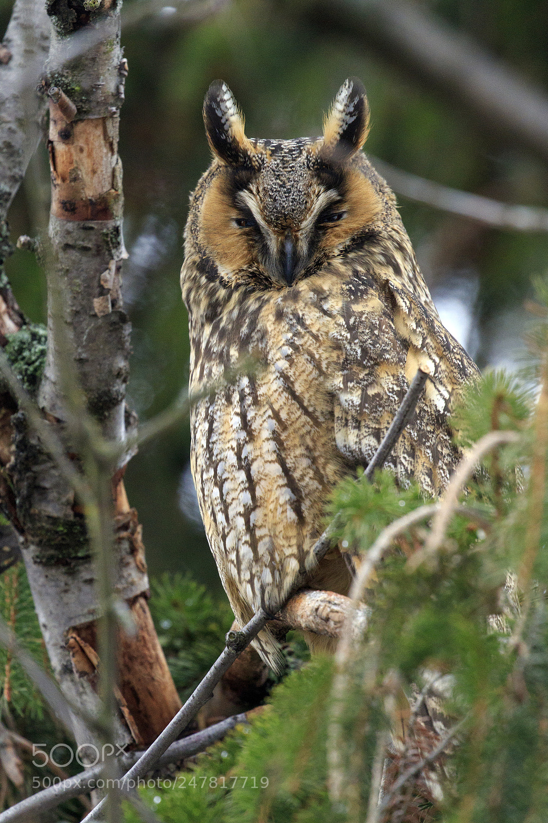 Canon EOS 7D Mark II sample photo. Long-eared owl on the photography