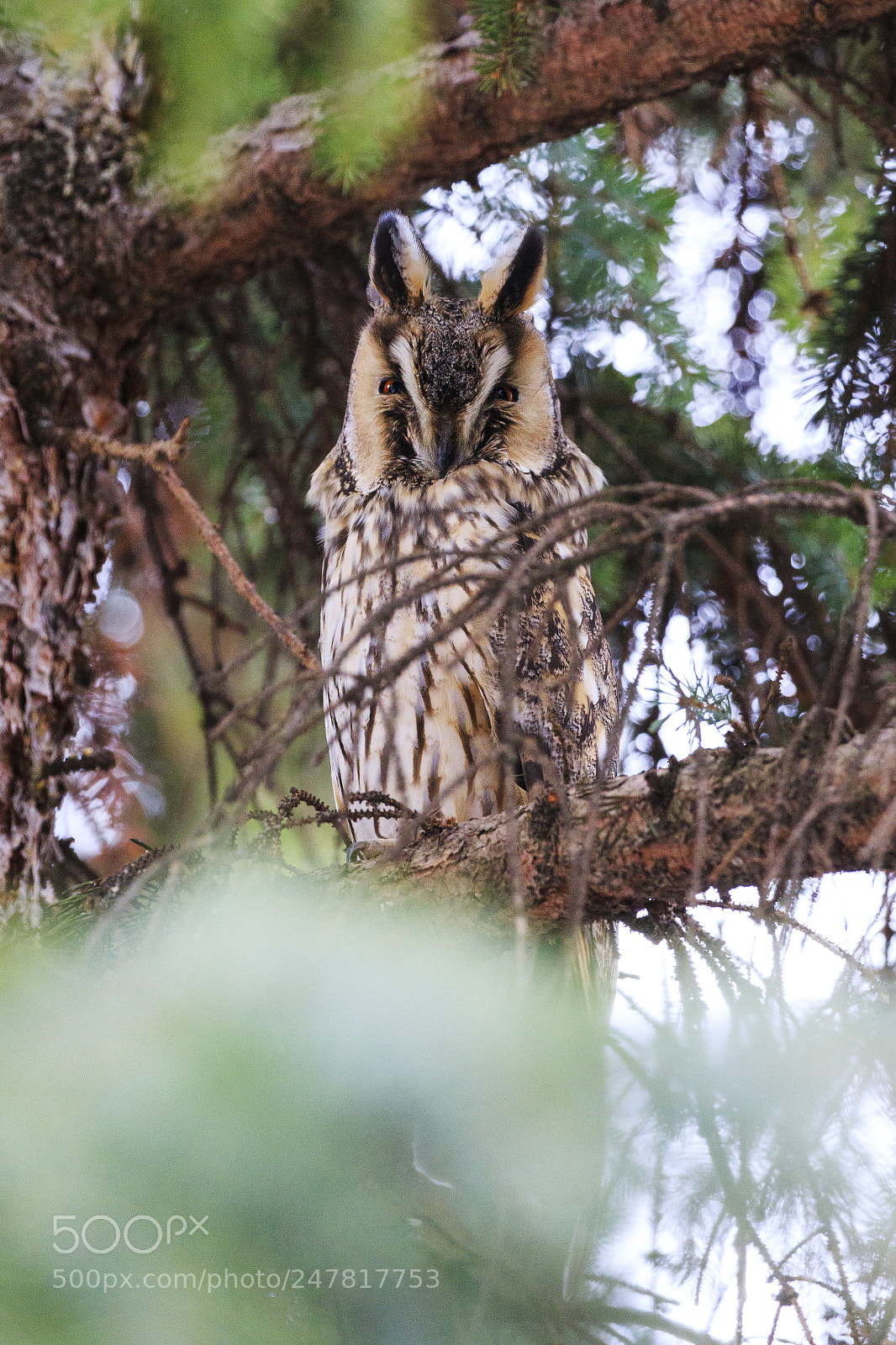 Canon EOS 7D Mark II sample photo. Long-eared owl on the photography