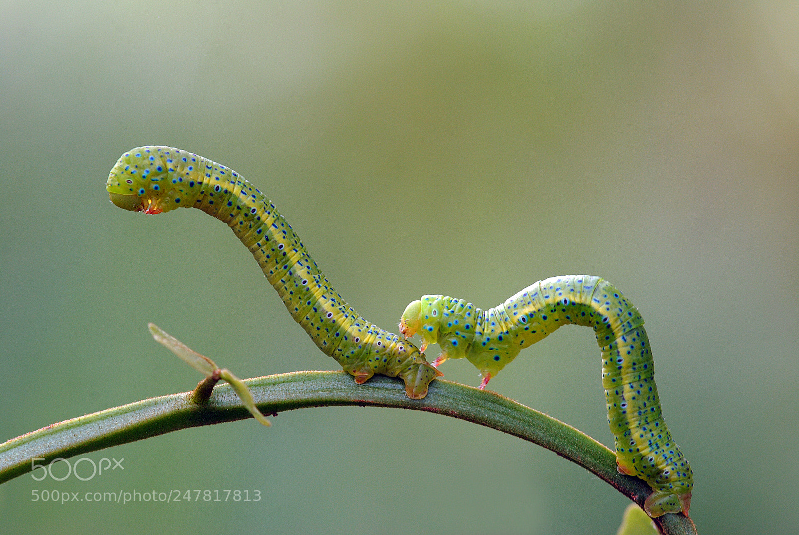 Nikon D3000 sample photo. Happy caterpillar photography