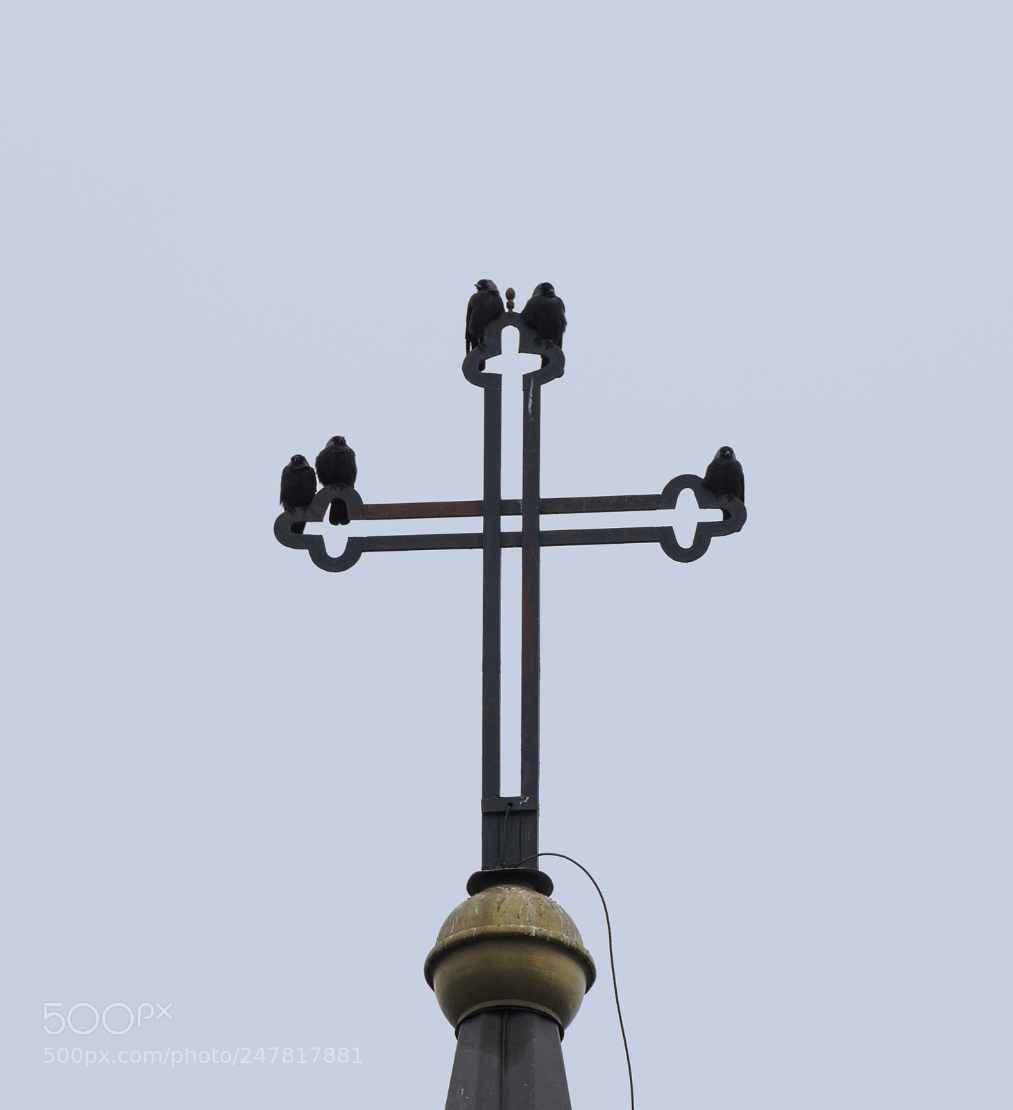 Canon EOS 7D Mark II sample photo. One jackdaw is missing photography