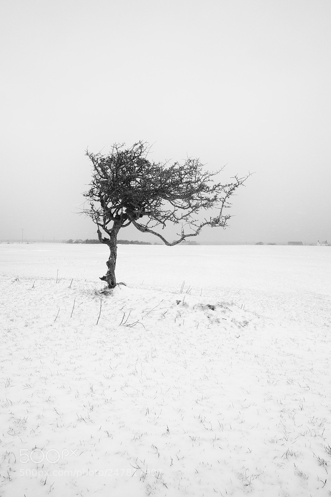 Fujifilm X-T1 sample photo. Winter tree photography