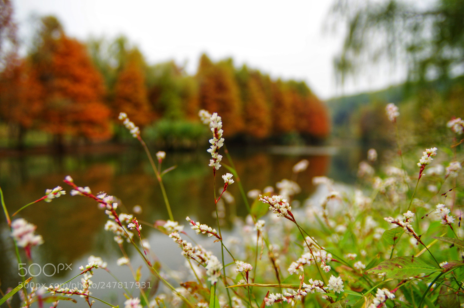 Pentax K-3 II sample photo. Untitled photography