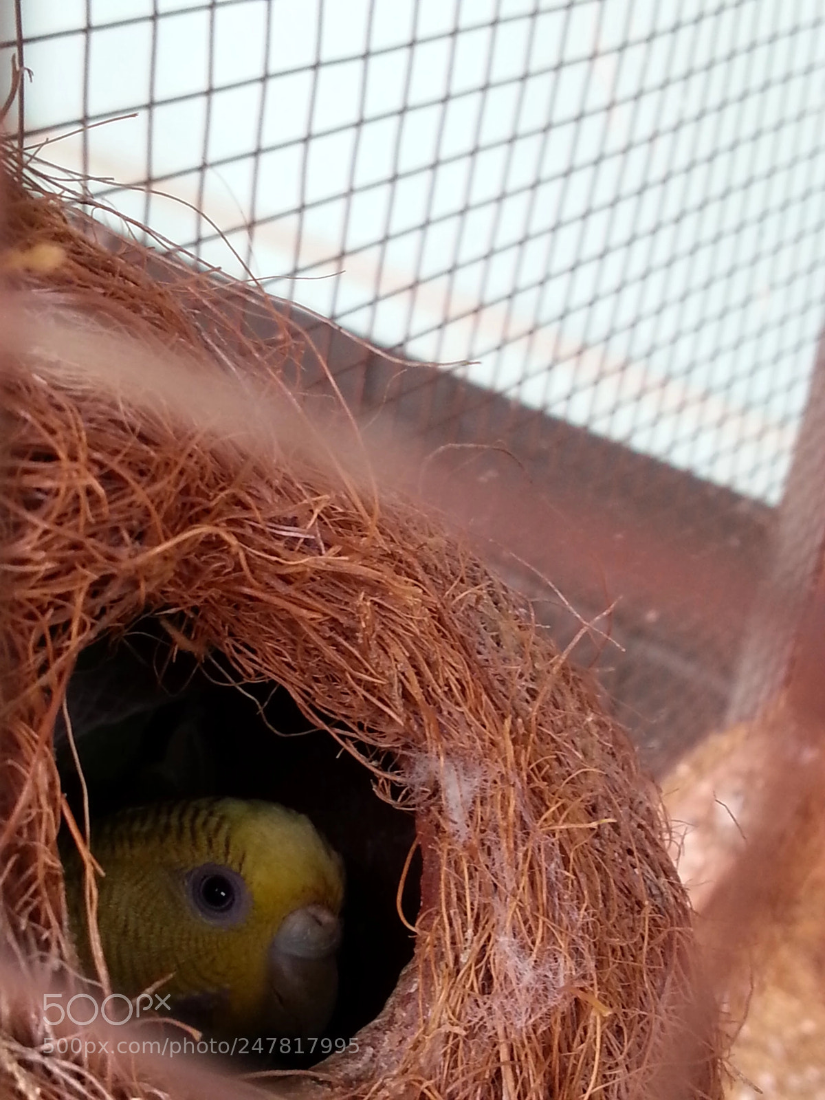 Samsung Galaxy Note2 sample photo. Love bird hiding photography