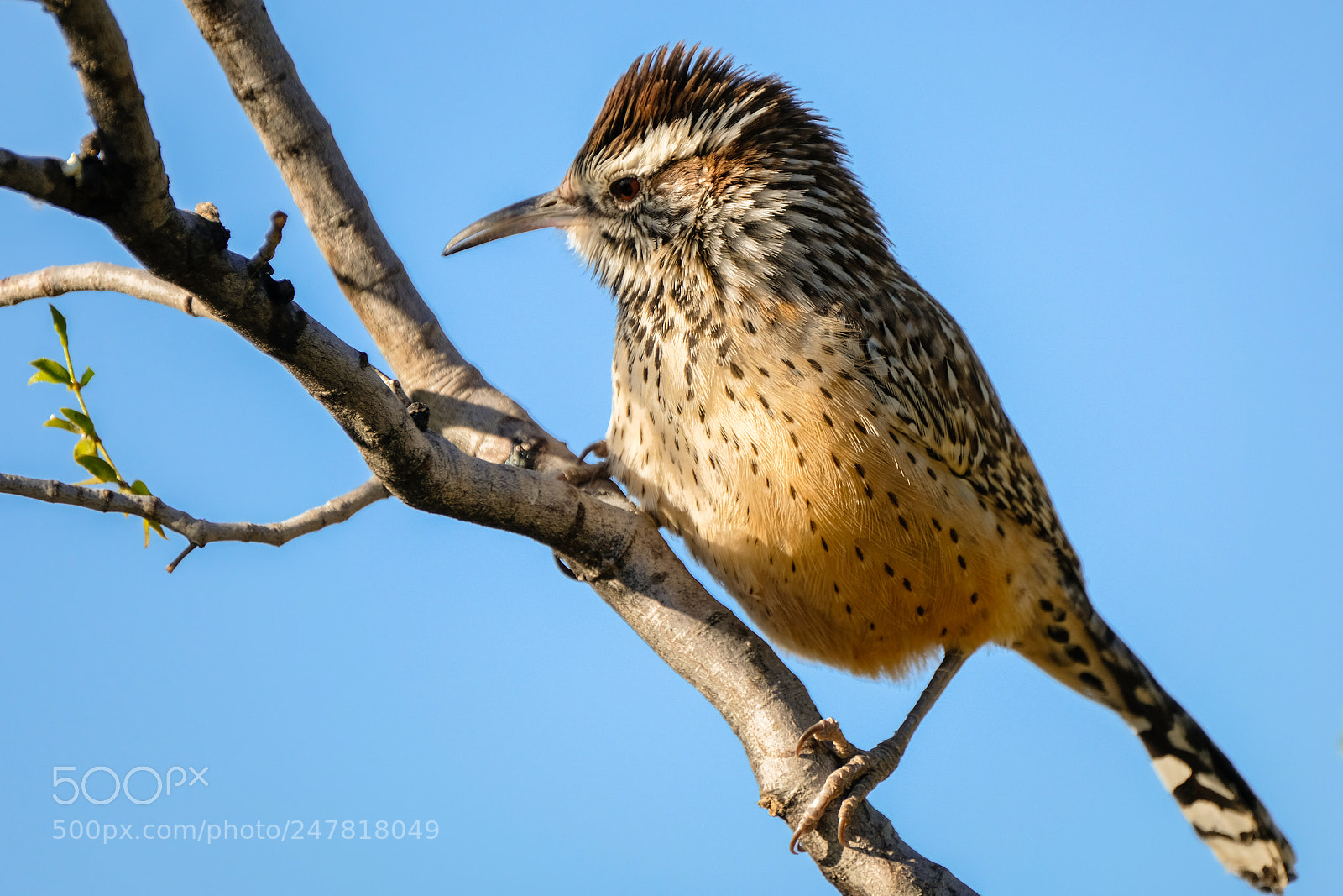 Fujifilm X-T2 sample photo. Cactus wren photography